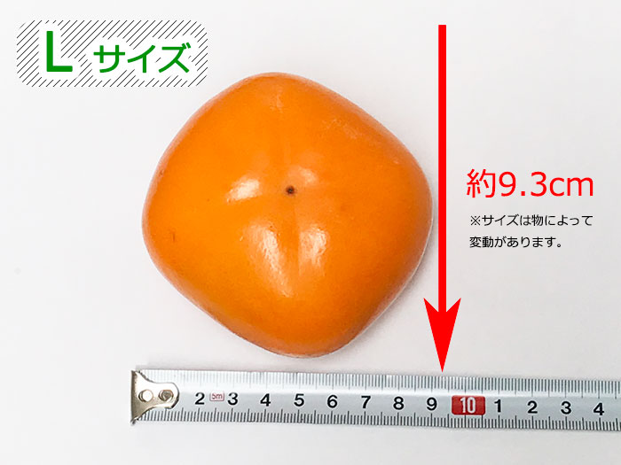 げんき和歌山のたねなし柿、サイズの違いをチェック！Ｌサイズについて