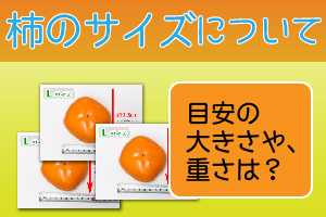 げんき和歌山柿のサイズについて