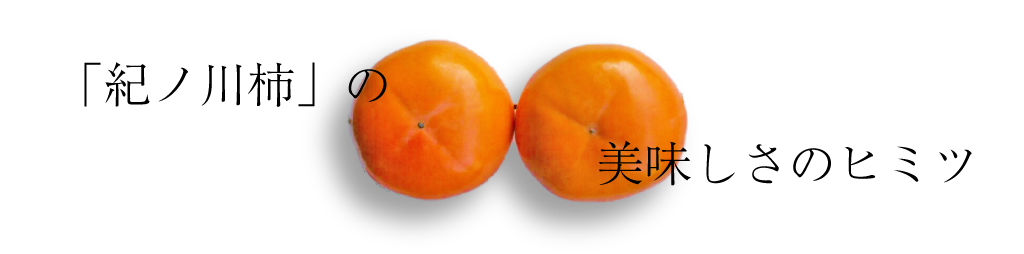 紀ノ川柿の美味しさのヒミツをご説明します。