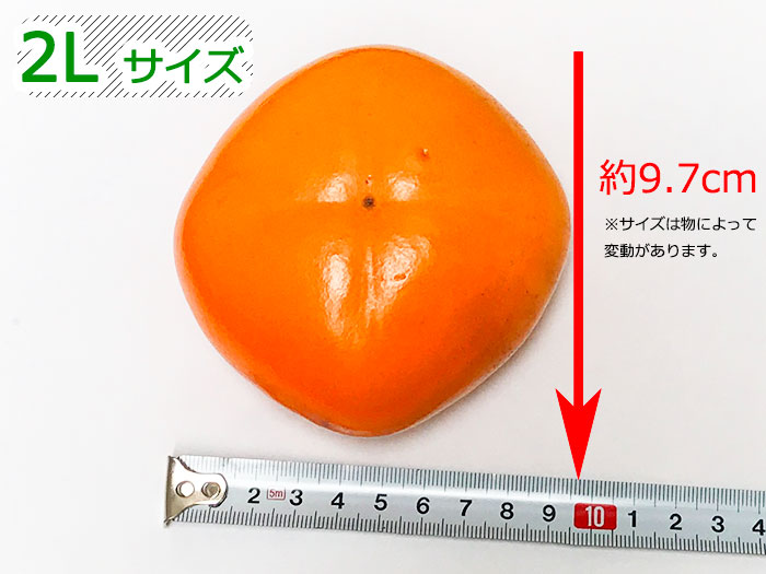 げんき和歌山のたねなし柿、サイズの違いをチェック！２Ｌサイズについて