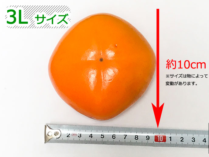 げんき和歌山のたねなし柿、サイズの違いをチェック！３Ｌサイズについて
